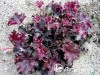 Alūnė ,Dark Secret' (lot. Heuchera)